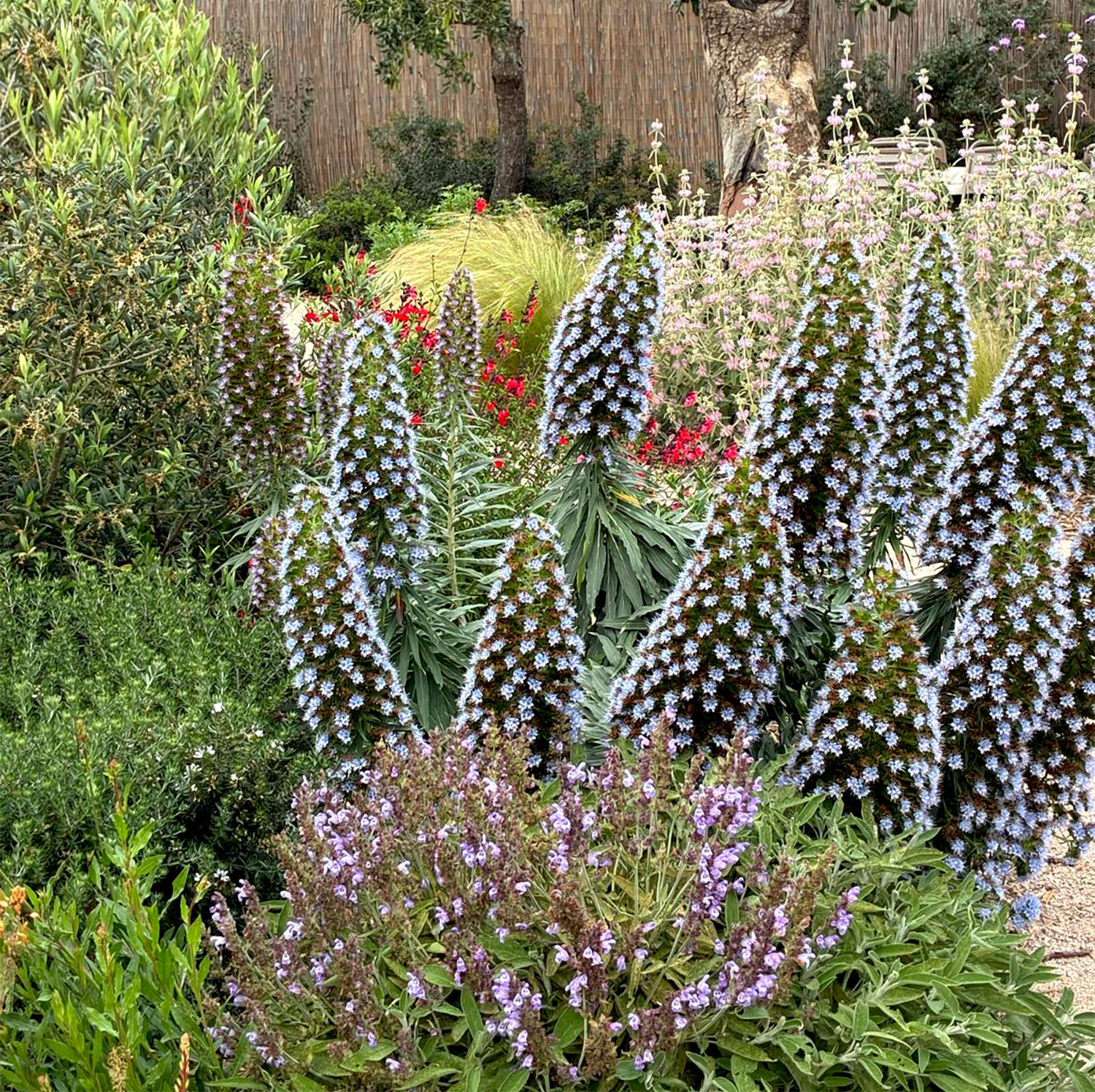 Paisajismo mediterráneo en Ibiza